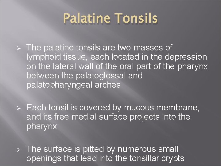 Palatine Tonsils Ø The palatine tonsils are two masses of lymphoid tissue, each located