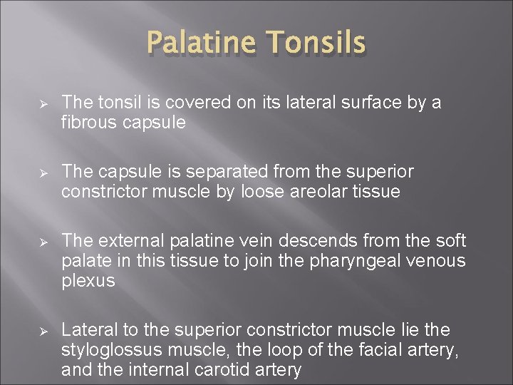 Palatine Tonsils Ø The tonsil is covered on its lateral surface by a fibrous