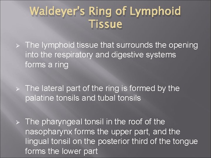 Waldeyer's Ring of Lymphoid Tissue Ø The lymphoid tissue that surrounds the opening into