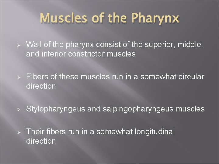 Muscles of the Pharynx Ø Wall of the pharynx consist of the superior, middle,