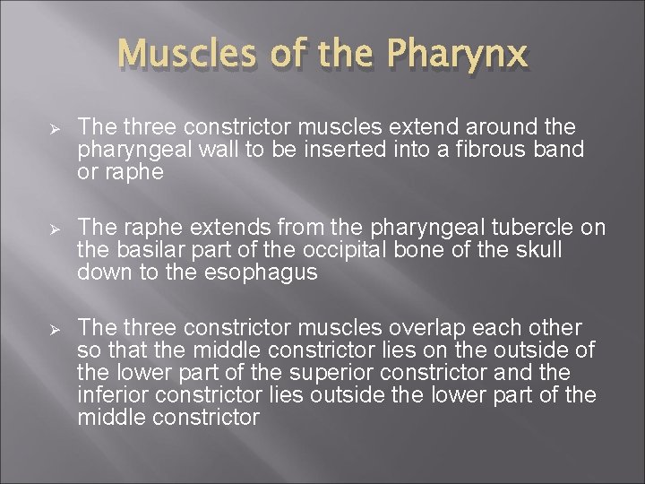 Muscles of the Pharynx Ø The three constrictor muscles extend around the pharyngeal wall