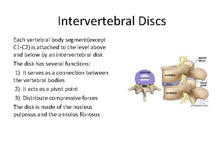Intervertebral Discs Each vertebral body segment(except C 1 -C 2) is attached to the