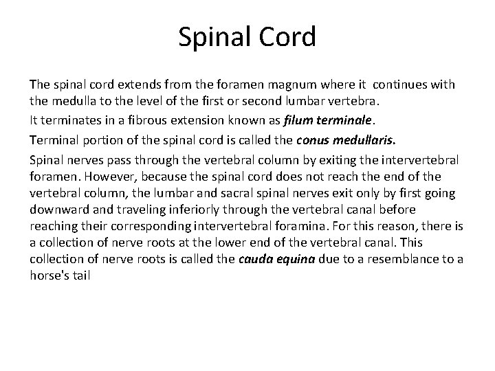 Spinal Cord The spinal cord extends from the foramen magnum where it continues with