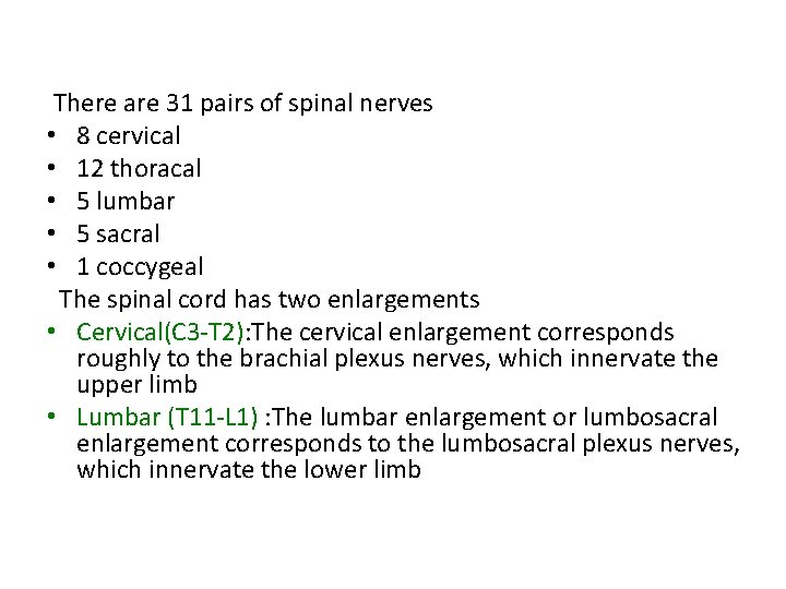  There are 31 pairs of spinal nerves • 8 cervical • 12 thoracal