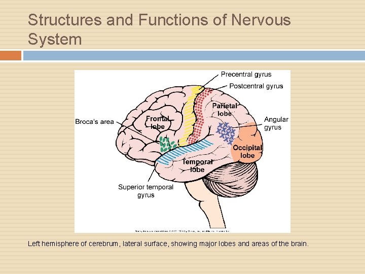 Structures and Functions of Nervous System Left hemisphere of cerebrum, lateral surface, showing major