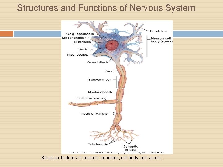 Structures and Functions of Nervous System Structural features of neurons: dendrites, cell body, and