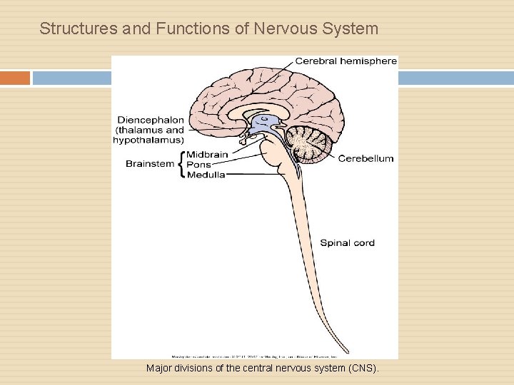 Structures and Functions of Nervous System Major divisions of the central nervous system (CNS).