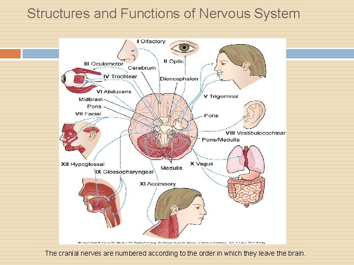 Structures and Functions of Nervous System The cranial nerves are numbered according to the