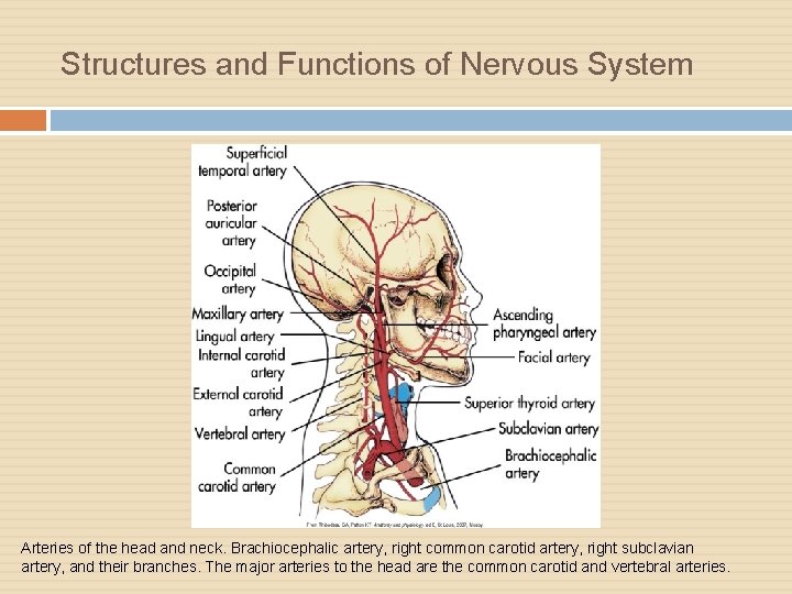 Structures and Functions of Nervous System Arteries of the head and neck. Brachiocephalic artery,