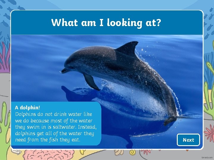 What am I looking at? A dolphin! Dolphins do not drink water like we