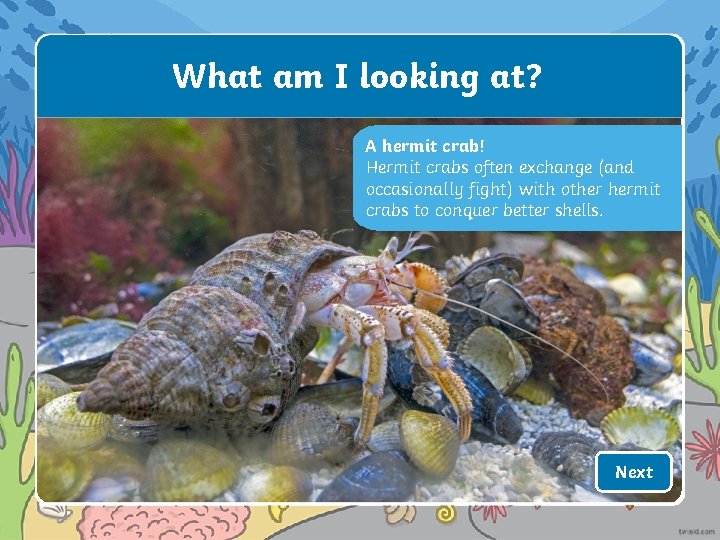 What am I looking at? A hermit crab! Hermit crabs often exchange (and occasionally