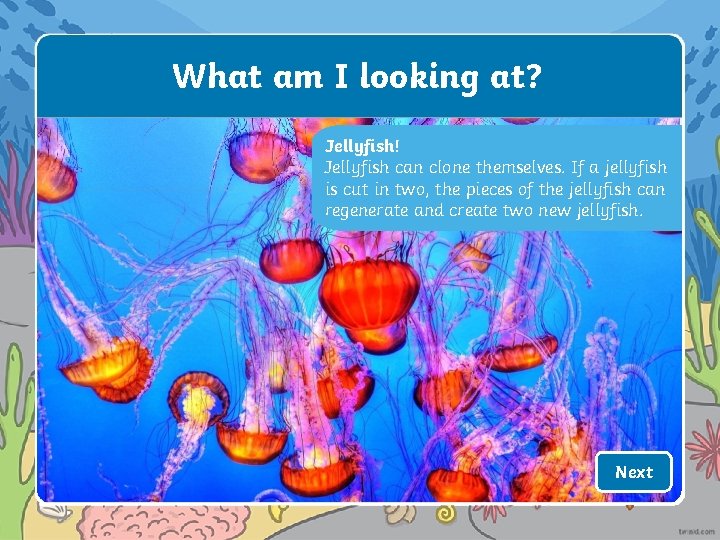 What am I looking at? Jellyfish! Jellyfish can clone themselves. If a jellyfish is