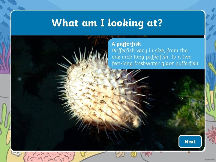 What am I looking at? A pufferfish Pufferfish vary in size, from the one