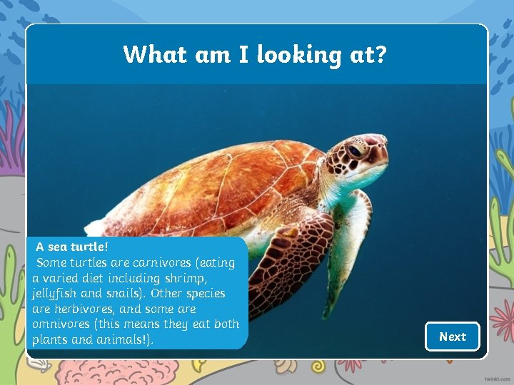 What am I looking at? A sea turtle! Some turtles are carnivores (eating a