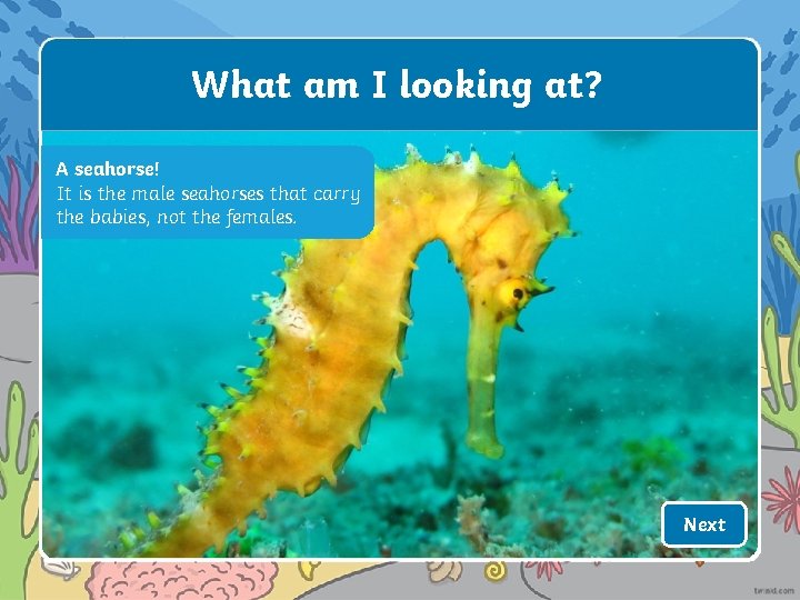 What am I looking at? A seahorse! It is the male seahorses that carry