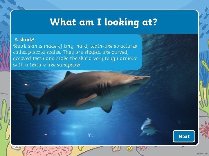 What am I looking at? A shark! Shark skin is made of tiny, hard,
