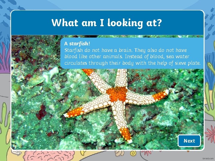What am I looking at? A starfish! Starfish do not have a brain. They