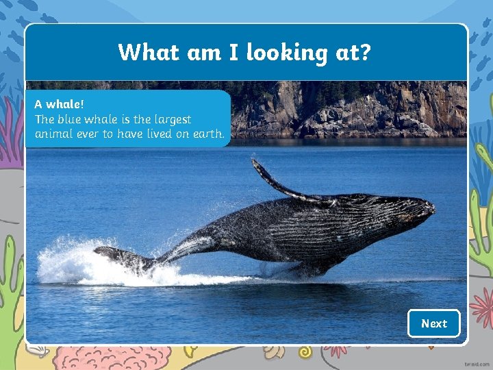 What am I looking at? A whale! The blue whale is the largest animal