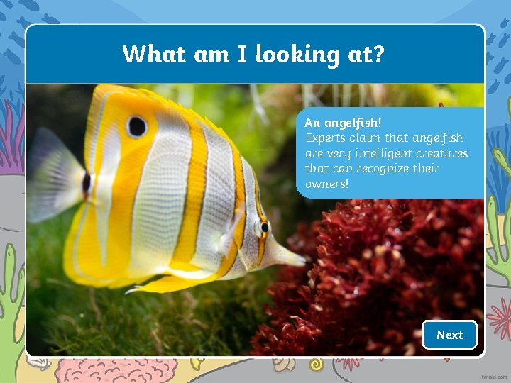 What am I looking at? An angelfish! Experts claim that angelfish are very intelligent