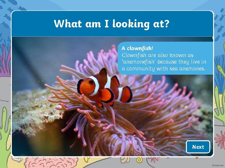 What am I looking at? A clownfish! Clownfish are also known as ‘anemonefish’ because