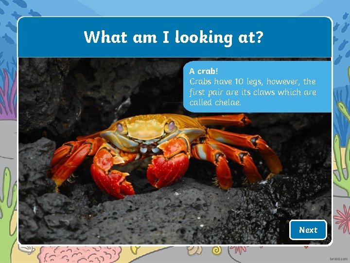 What am I looking at? A crab! Crabs have 10 legs, however, the first