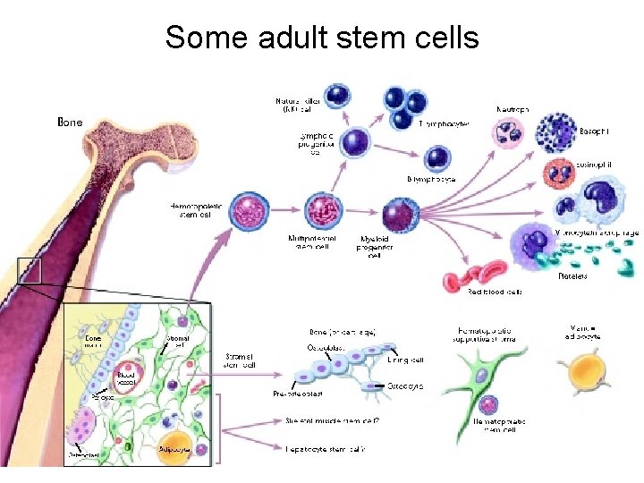 Some adult stem cells 