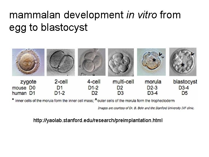 mammalan development in vitro from egg to blastocyst http: //yaolab. stanford. edu/research/preimplantation. html 