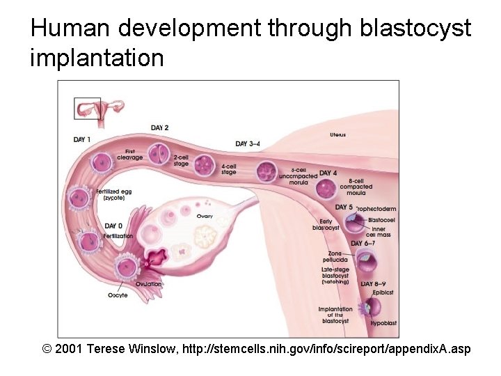 Human development through blastocyst implantation © 2001 Terese Winslow, http: //stemcells. nih. gov/info/scireport/appendix. A.