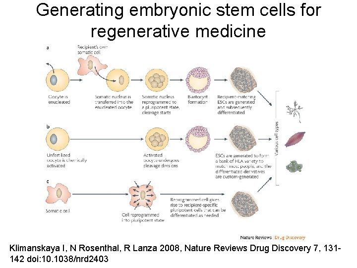 Generating embryonic stem cells for regenerative medicine Klimanskaya I, N Rosenthal, R Lanza 2008,