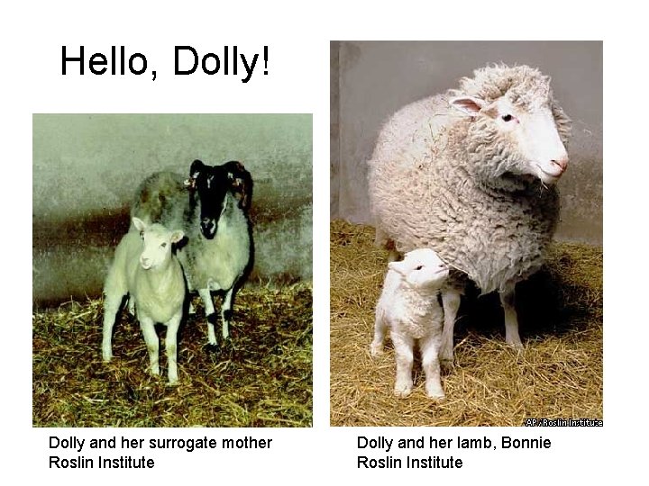 Hello, Dolly! Dolly and her surrogate mother Roslin Institute Dolly and her lamb, Bonnie