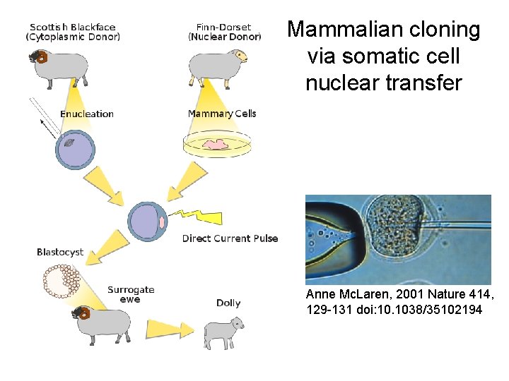 Mammalian cloning via somatic cell nuclear transfer Anne Mc. Laren, 2001 Nature 414, 129