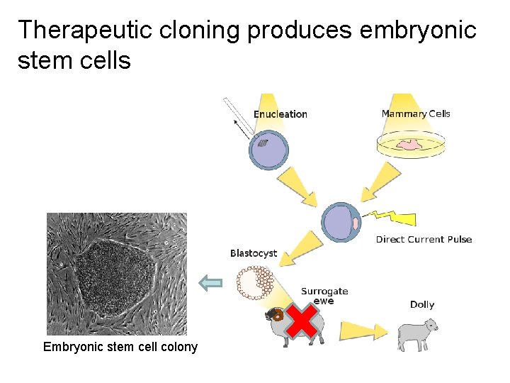 Therapeutic cloning produces embryonic stem cells Embryonic stem cell colony 