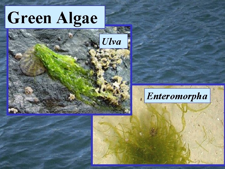 Green Algae Ulva Enteromorpha 