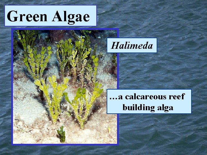 Green Algae Halimeda …a calcareous reef building alga 