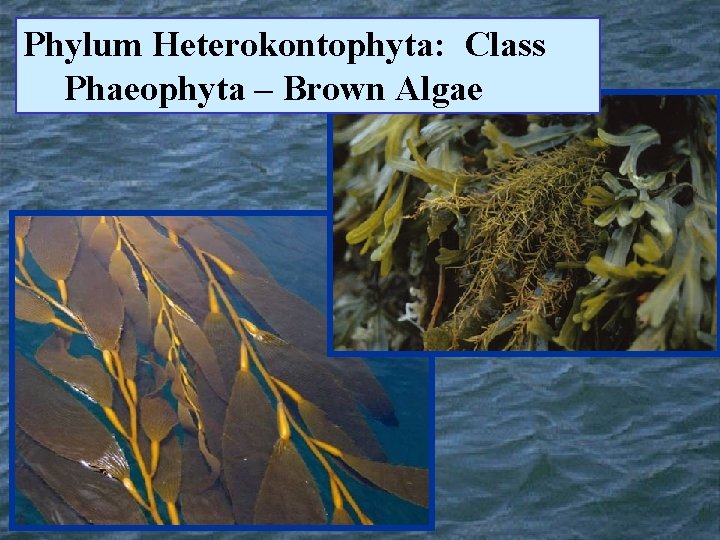 Phylum Heterokontophyta: Class Phaeophyta – Brown Algae 
