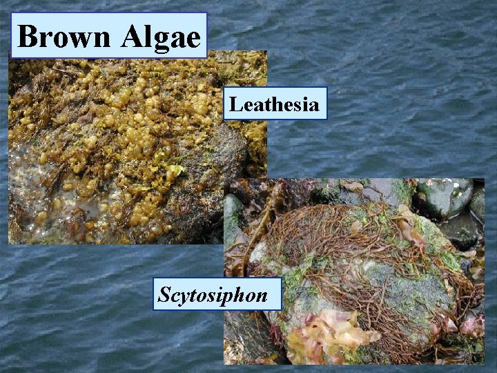 Brown Algae Leathesia Scytosiphon 