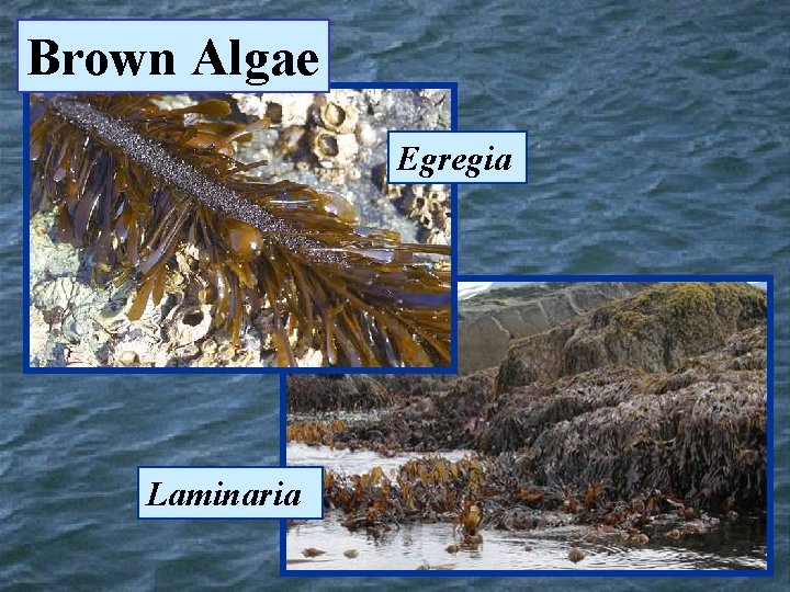 Brown Algae Egregia Laminaria 