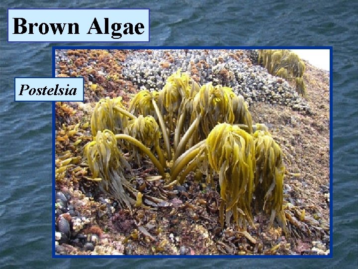 Brown Algae Postelsia 
