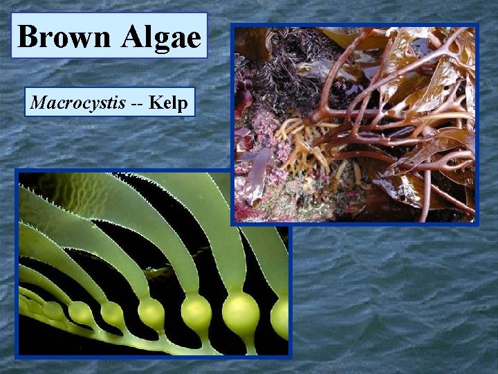 Brown Algae Macrocystis -- Kelp 