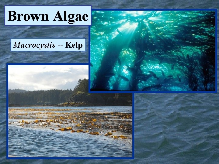 Brown Algae Macrocystis -- Kelp 