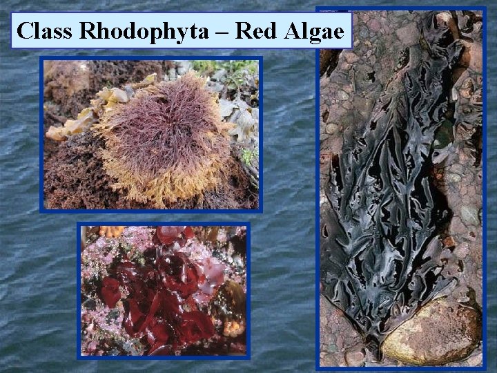 Class Rhodophyta – Red Algae 