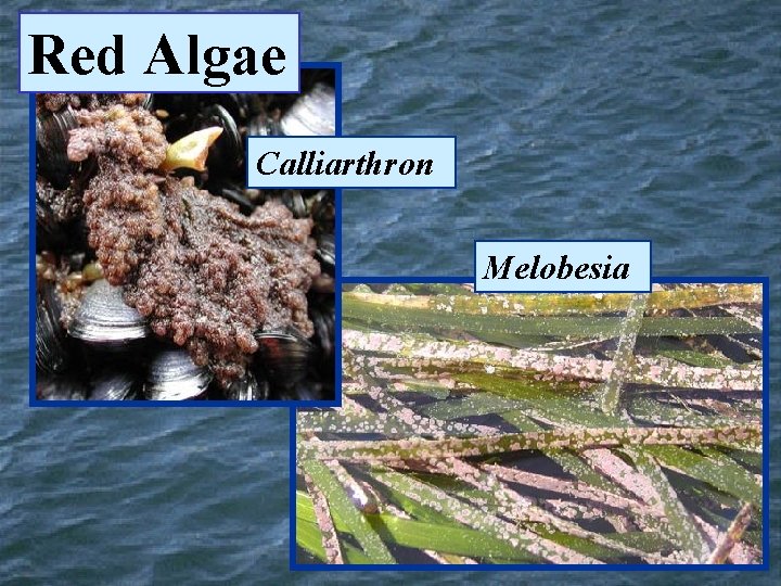 Red Algae Calliarthron Melobesia 