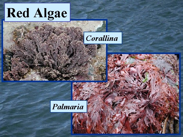 Red Algae Corallina Palmaria 