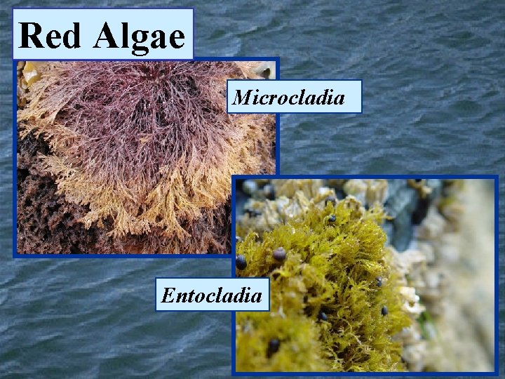 Red Algae Microcladia Entocladia 