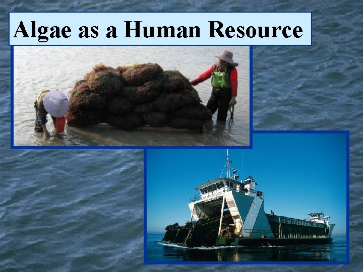 Algae as a Human Resource 