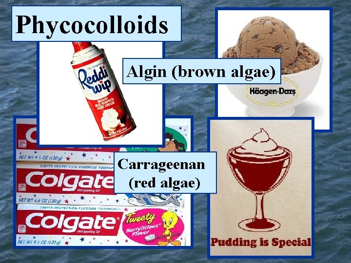 Phycocolloids Algin (brown algae) Carrageenan (red algae) 