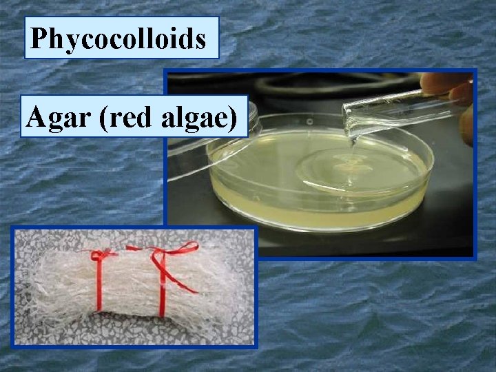 Phycocolloids Agar (red algae) 