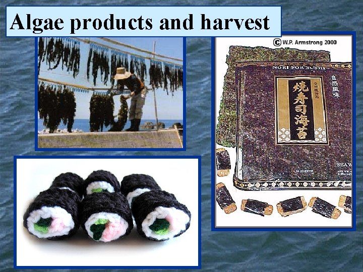 Algae products and harvest 