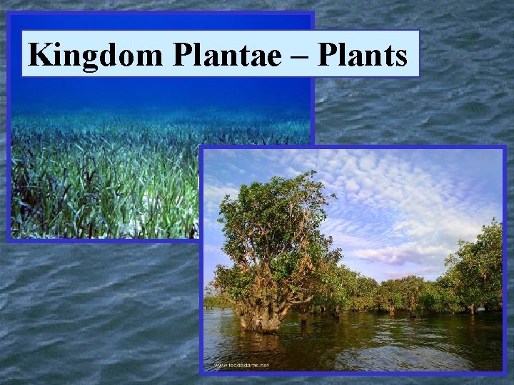 Kingdom Plantae – Plants 