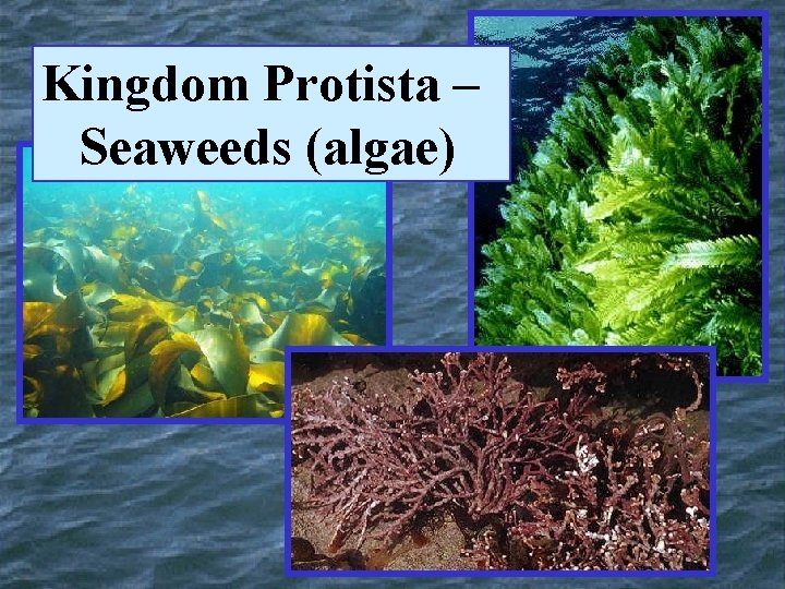 Kingdom Protista – Seaweeds (algae) 